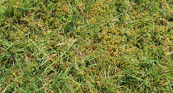 Moss in lawn