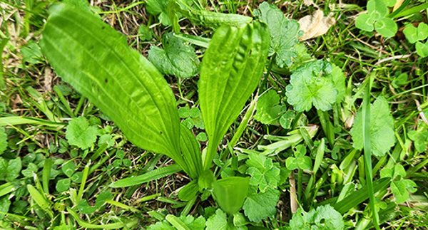 Plantain