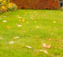 Autumn Lawn Care