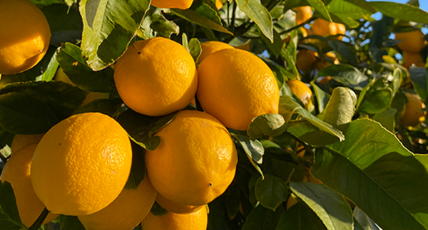 Tui How to grow lemons