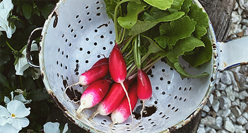 Radish Growing Guide