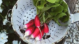 Radish Growing Guide