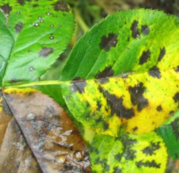 Black spot on rose leaves