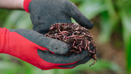 A Beginner's Guide to Worm Farming