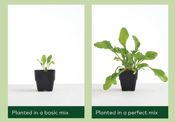 Tui Vegetable Mix grow out