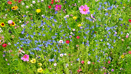 Wild Flowers - Blooming Marvellous!