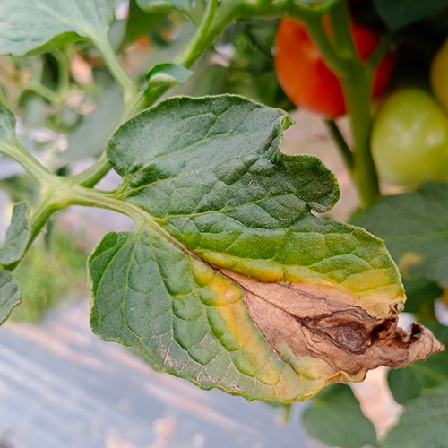 Tui Common Tomato Problems Early Blight