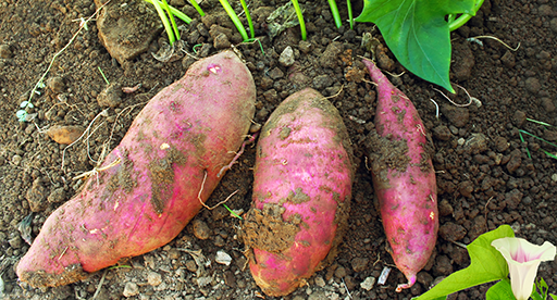 Kūmara Growing Guide