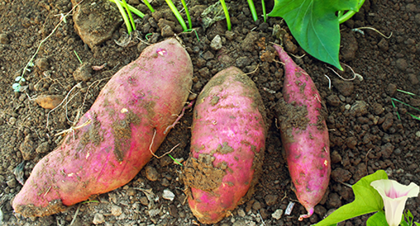 Tui How to grow kūmara