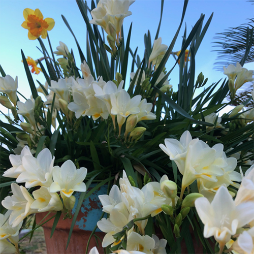 Tui generational gardening