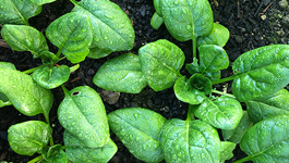 Spinach Growing Guide