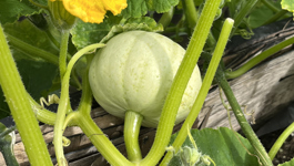 Organic Frequently Asked Questions