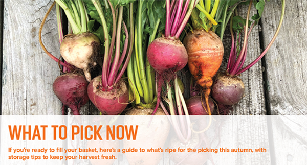 P4. Autumn Harvest Guide