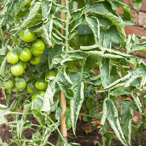Tui common tomato problems curled leaves
