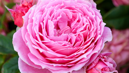 Rose Frequently Asked Questions