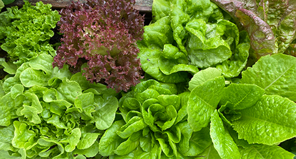 Tui Lettuce Growing Guide