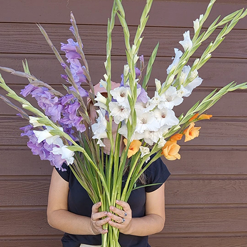 Gladioli - easy to grow!