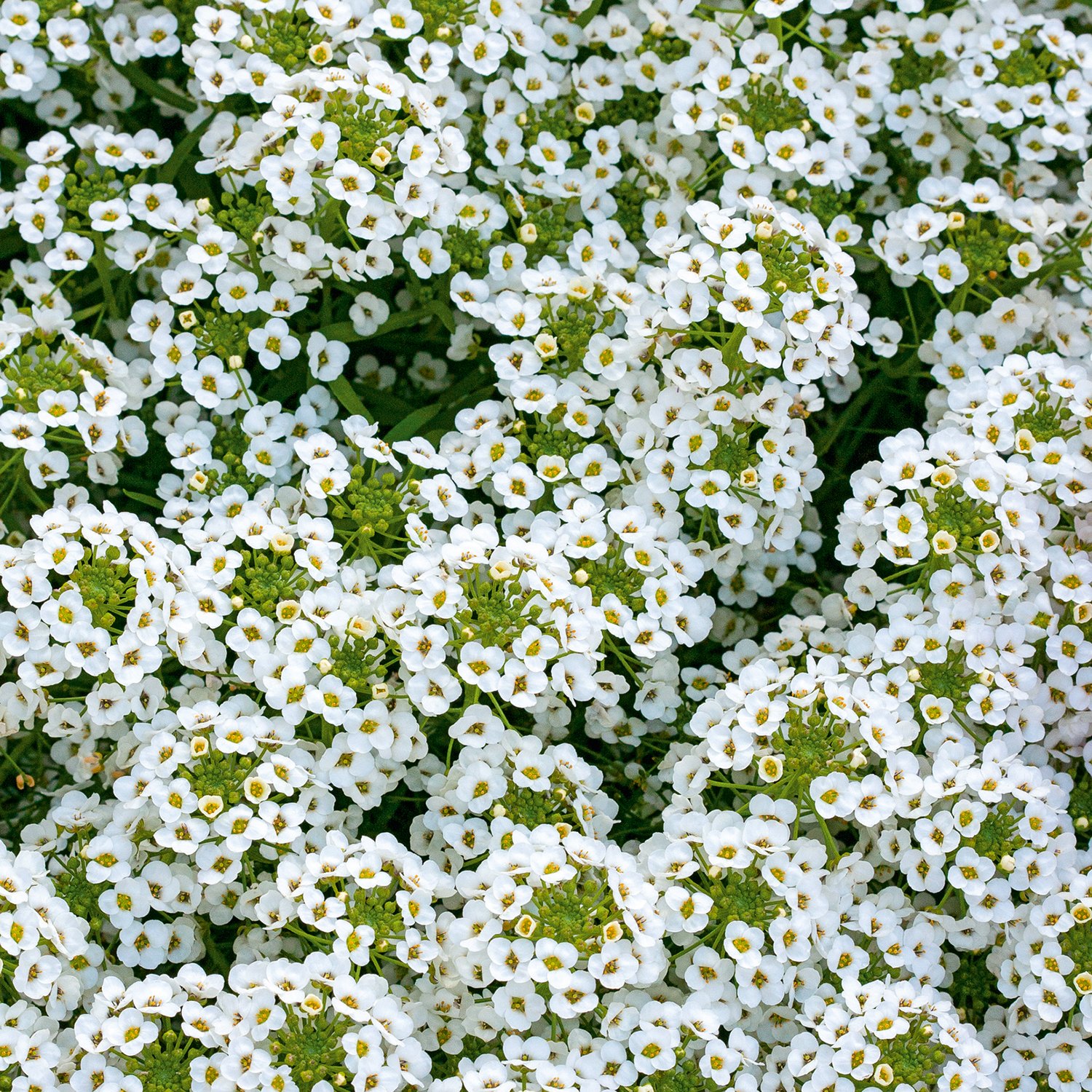 Alyssum Growing Guide 
