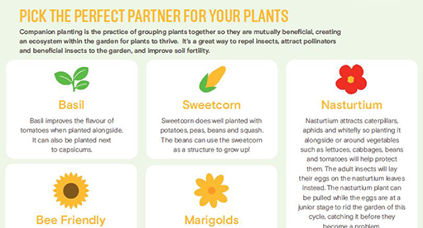 P11. Discover companion planting