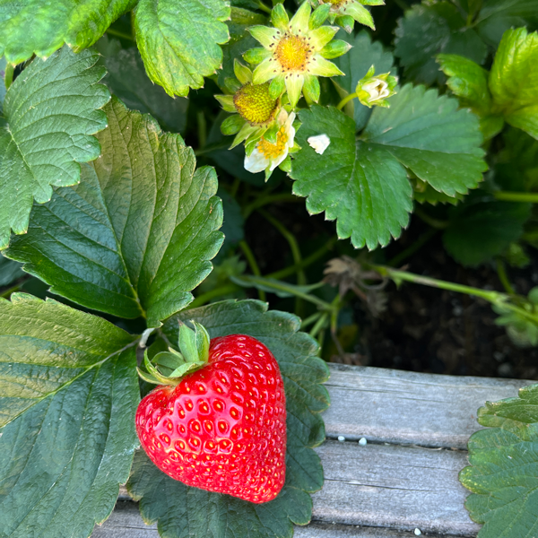 Tui Strawberry Growing Guide