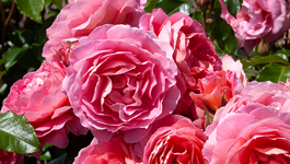 Pick your perfect rose