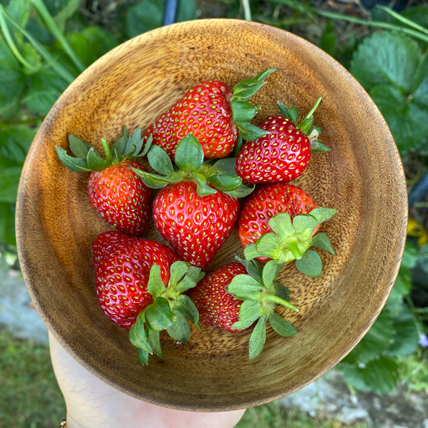 Tui Garden Strawberry Tips
