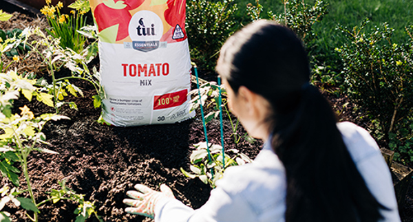 Planting tomatoes