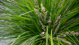 Growing Grasses