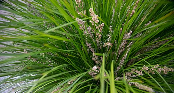 Lomandra 'Lime Tuff'