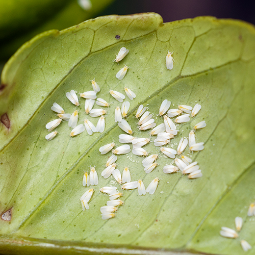 Tui common tomato problems whitefly