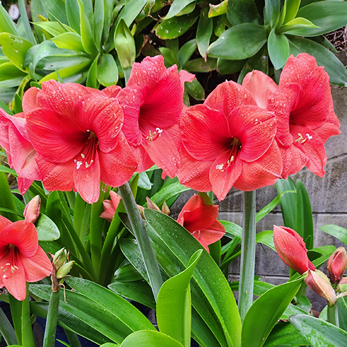 Tui generational gardening Lianne's Hippeastrum