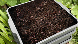 Worm Farming Questions & Answers 