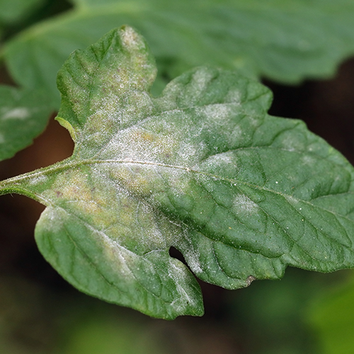 Tui Common Tomato Problems Powdery Mildew