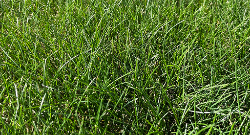 Benefits of Tui LawnForce Superstrike Lawn Seed