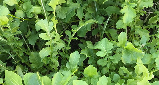 Rocket Growing Guide