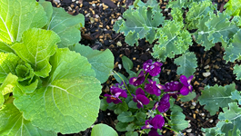 Our Workplace Wellness Garden