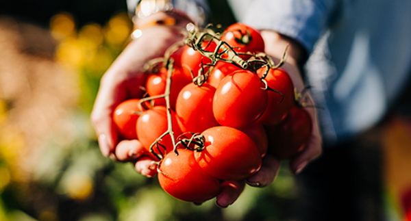 Tomato varieties