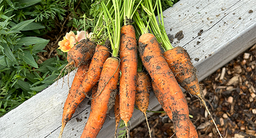 Carrot Growing Guide