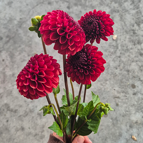 Copper Boy - one of Ellie's favourite dahlias