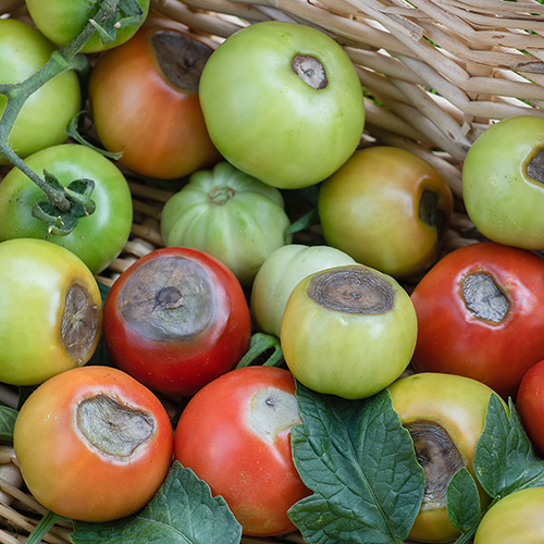 Tui Common Tomato Problems Blossom End Rot