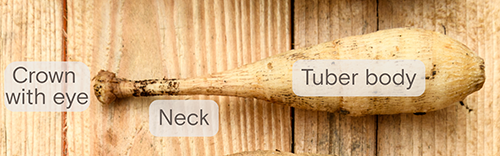 Tui Dahlia Tuber diagram crown neck body