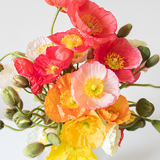 Poppies are now available in a variety of pretty colours.