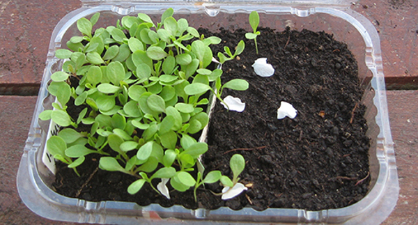 microgreens