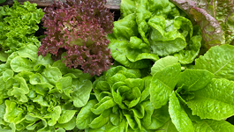 Lettuce Growing Guide