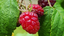 Berry Frequently Asked Questions