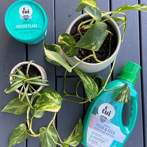 Tui Christmas Gift Indoor Plant