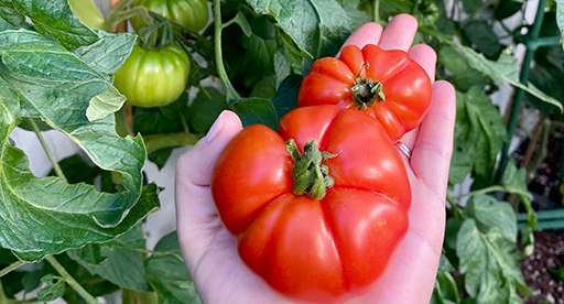 Tomato Growing Guide