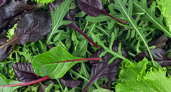 Tui Mesclun Growing Guide