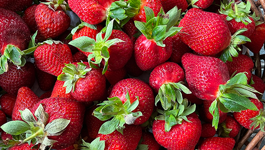 Strawberry Frequently Asked Questions