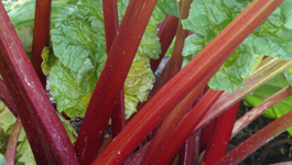 Tina's Spicy Rhubarb Relish